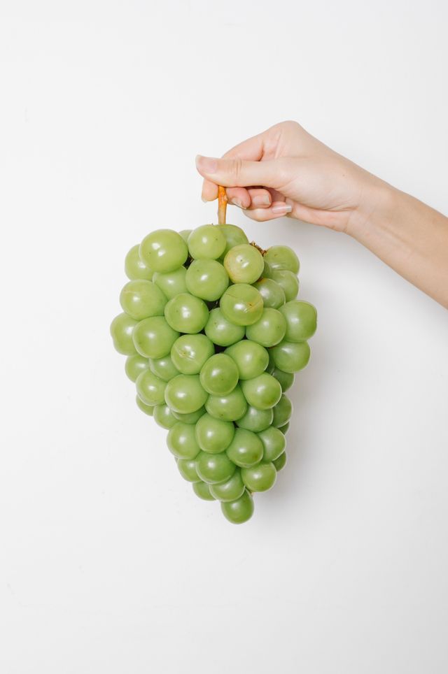 청포도 사진 예시 — 실제 판매 상품 사진이 아닙니다